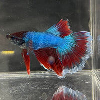 the-fish-farm Male Betta Male Betta - One Only - 1 Choose your favourite Male Betta from The Fish Farm Australia