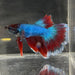 the-fish-farm Male Betta Male Betta - One Only - 1 Choose your favourite Male Betta from The Fish Farm Australia