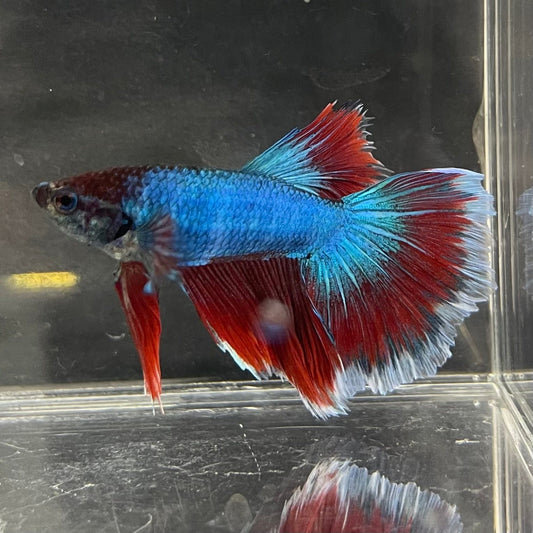 the-fish-farm Male Betta Male Betta - One Only - 1 Choose your favourite Male Betta from The Fish Farm Australia