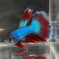the-fish-farm Male Betta Male Betta - One Only - 1 Choose your favourite Male Betta from The Fish Farm Australia