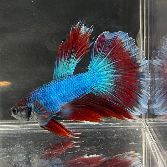 the-fish-farm Male Betta Male Betta - One Only - 1 Choose your favourite Male Betta from The Fish Farm Australia