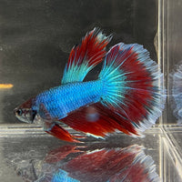 the-fish-farm Male Betta Male Betta - One Only - 1 Choose your favourite Male Betta from The Fish Farm Australia