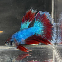 the-fish-farm Male Betta Male Betta - One Only - 1 Choose your favourite Male Betta from The Fish Farm Australia