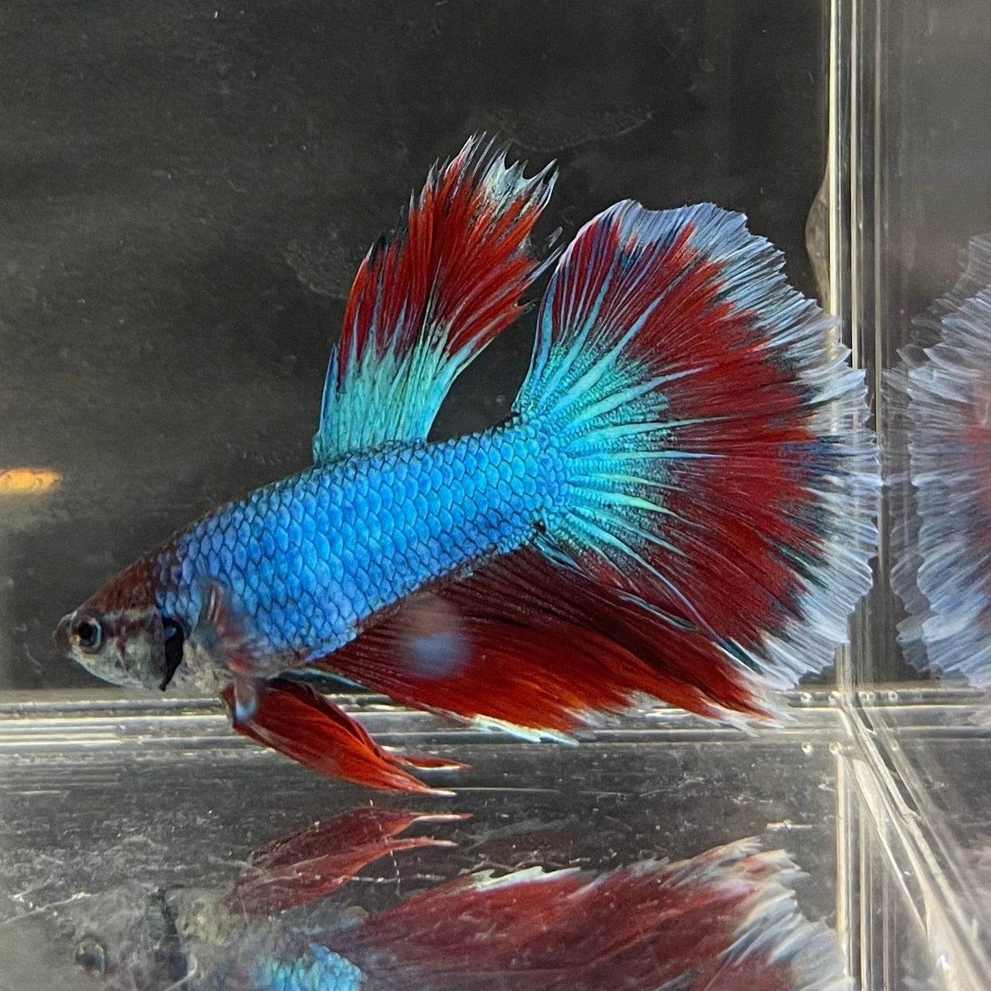 the-fish-farm Male Betta Male Betta - One Only - 1 Choose your favourite Male Betta from The Fish Farm Australia