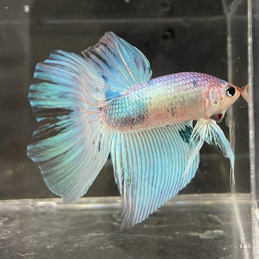 the-fish-farm Male Betta Male Betta - One Only - 1 Choose your favourite Male Betta from The Fish Farm Australia