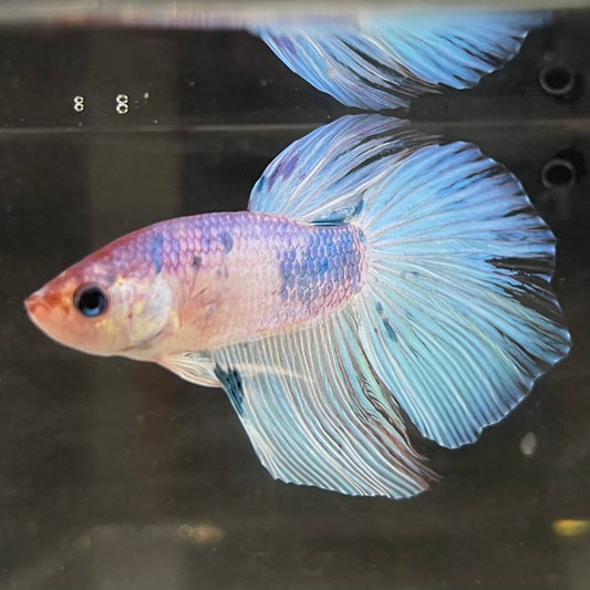 the-fish-farm Male Betta Male Betta - One Only - 1 Choose your favourite Male Betta from The Fish Farm Australia