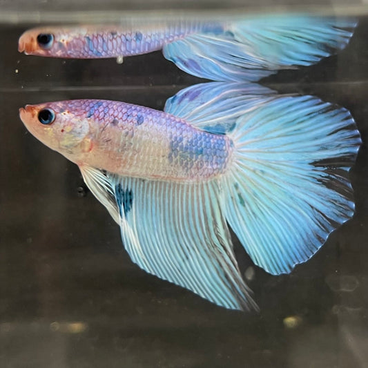 the-fish-farm Male Betta Male Betta - One Only - 1 Choose your favourite Male Betta from The Fish Farm Australia