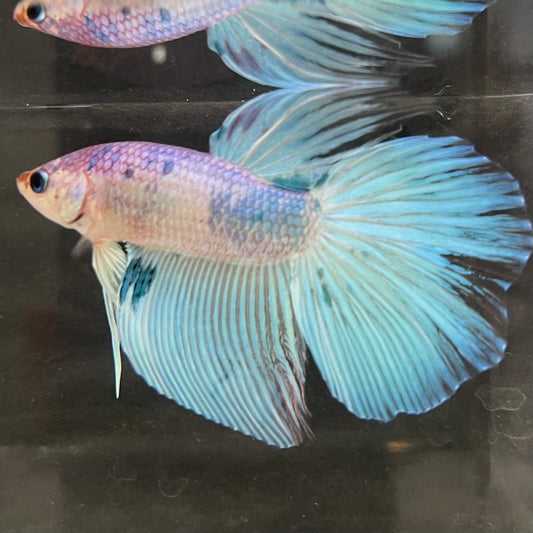 the-fish-farm Male Betta Male Betta - One Only - 1 Choose your favourite Male Betta from The Fish Farm Australia