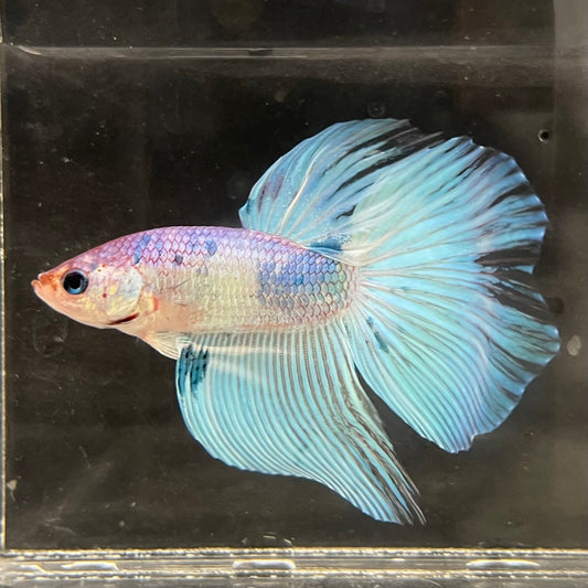 the-fish-farm Male Betta Male Betta - One Only - 1 Choose your favourite Male Betta from The Fish Farm Australia