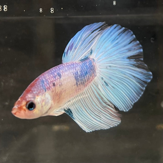 the-fish-farm Male Betta Male Betta - One Only - 1 Choose your favourite Male Betta from The Fish Farm Australia