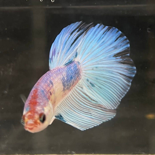 the-fish-farm Male Betta Male Betta - One Only - 1 Choose your favourite Male Betta from The Fish Farm Australia