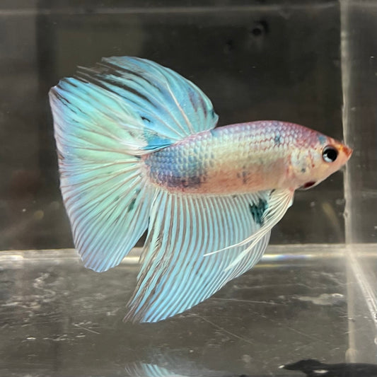 the-fish-farm Male Betta Male Betta - One Only - 1 Choose your favourite Male Betta from The Fish Farm Australia