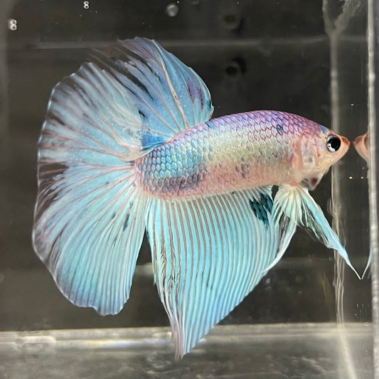 the-fish-farm Male Betta Male Betta - One Only - 1 Choose your favourite Male Betta from The Fish Farm Australia