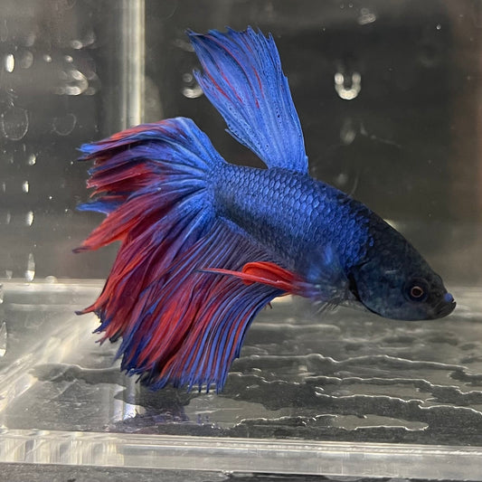 the-fish-farm Male Betta Male Betta - One Only - 1 Choose your favourite Male Betta from The Fish Farm Australia