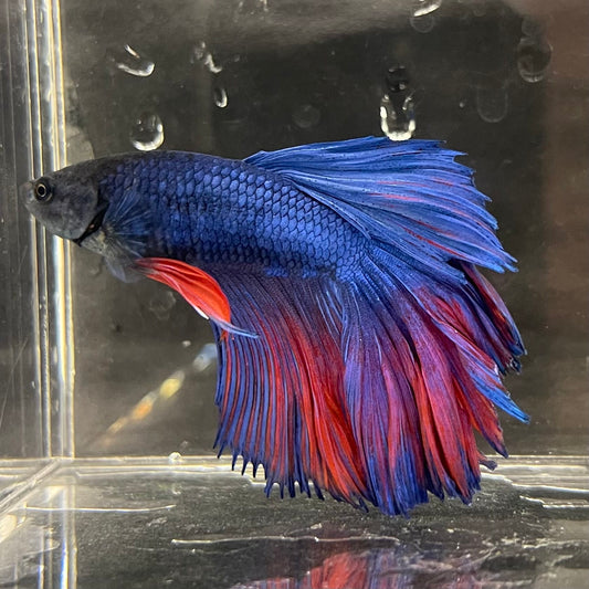 the-fish-farm Male Betta Male Betta - One Only - 1 Choose your favourite Male Betta from The Fish Farm Australia