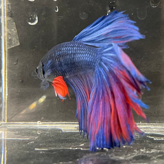 the-fish-farm Male Betta Male Betta - One Only - 1 Choose your favourite Male Betta from The Fish Farm Australia