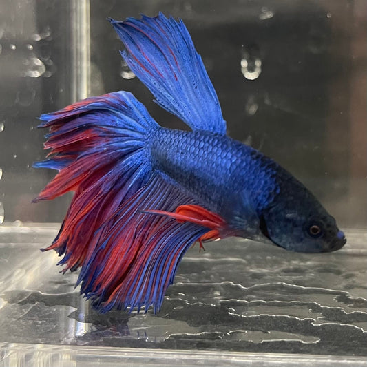 the-fish-farm Male Betta Male Betta - One Only - 1 Choose your favourite Male Betta from The Fish Farm Australia