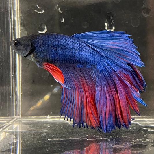 the-fish-farm Male Betta Male Betta - One Only - 1 Choose your favourite Male Betta from The Fish Farm Australia