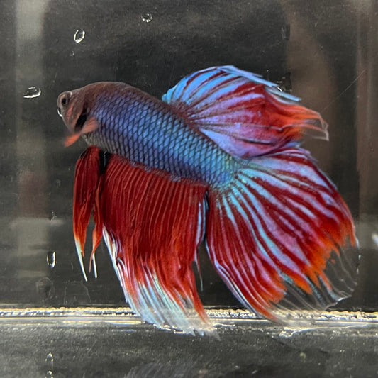 the-fish-farm Male Betta Male Betta - One Only - 1 Choose your favourite Male Betta from The Fish Farm Australia