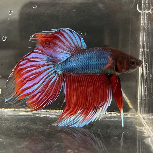 the-fish-farm Male Betta Male Betta - One Only - 1 Choose your favourite Male Betta from The Fish Farm Australia