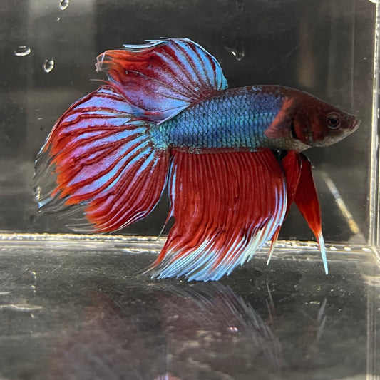 the-fish-farm Male Betta Male Betta - One Only - 1 Choose your favourite Male Betta from The Fish Farm Australia