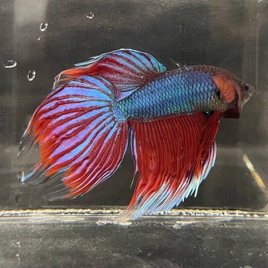 the-fish-farm Male Betta Male Betta - One Only - 1 Choose your favourite Male Betta from The Fish Farm Australia