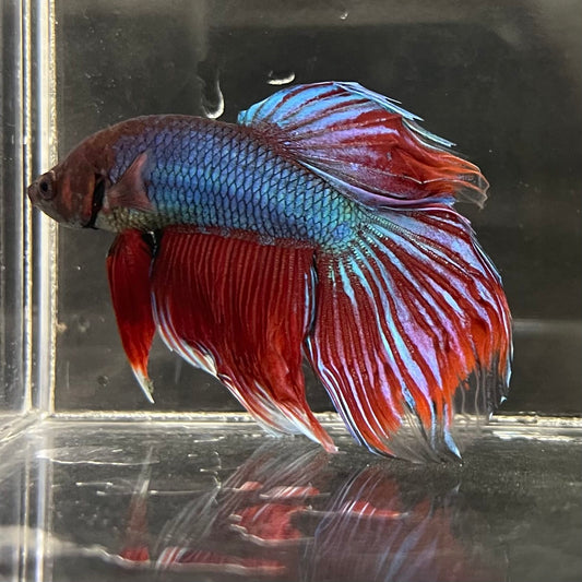 the-fish-farm Male Betta Male Betta - One Only - 1 Choose your favourite Male Betta from The Fish Farm Australia