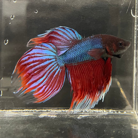 the-fish-farm Male Betta Male Betta - One Only - 1 Choose your favourite Male Betta from The Fish Farm Australia
