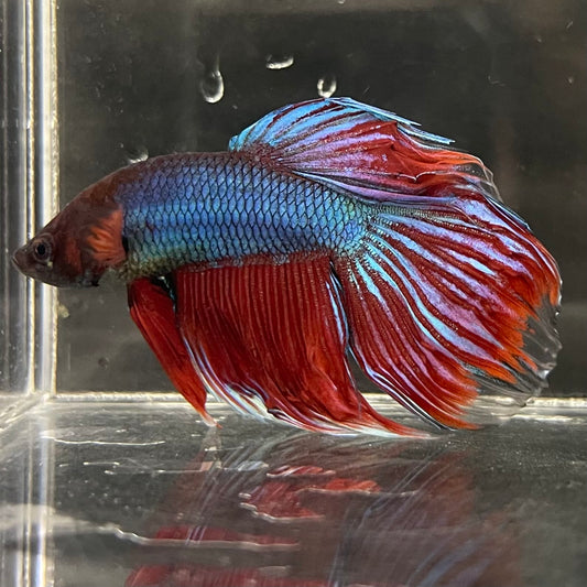 the-fish-farm Male Betta Male Betta - One Only - 1 Choose your favourite Male Betta from The Fish Farm Australia