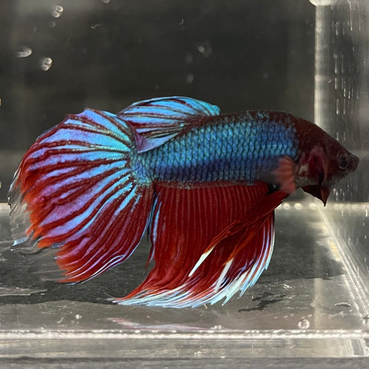the-fish-farm Male Betta Male Betta - One Only - 1 Choose your favourite Male Betta from The Fish Farm Australia