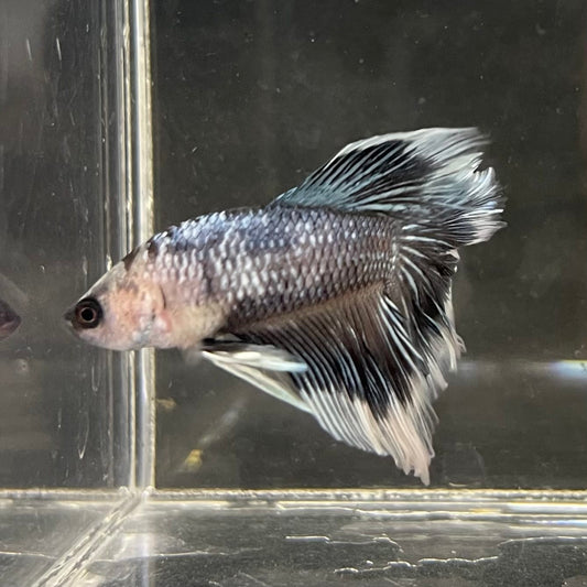 the-fish-farm Male Betta Male Betta - One Only - 1 Choose your favourite Male Betta from The Fish Farm Australia