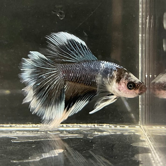 the-fish-farm Male Betta Male Betta - One Only - 1 Choose your favourite Male Betta from The Fish Farm Australia