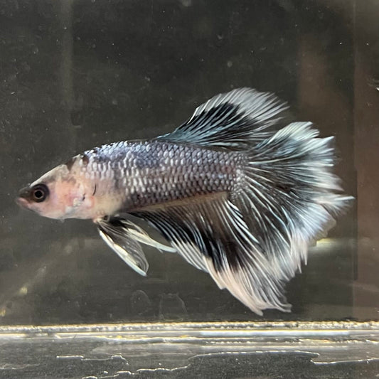 the-fish-farm Male Betta Male Betta - One Only - 1 Choose your favourite Male Betta from The Fish Farm Australia