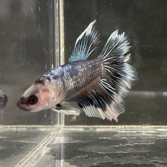 the-fish-farm Male Betta Male Betta - One Only - 1 Choose your favourite Male Betta from The Fish Farm Australia