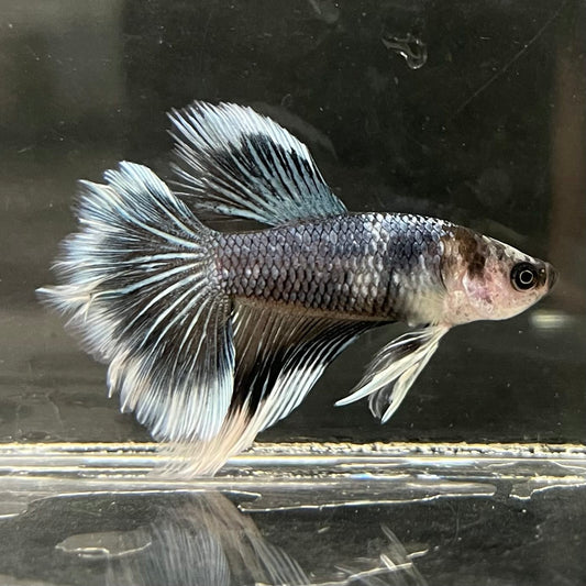 the-fish-farm Male Betta Male Betta - One Only - 1 Choose your favourite Male Betta from The Fish Farm Australia
