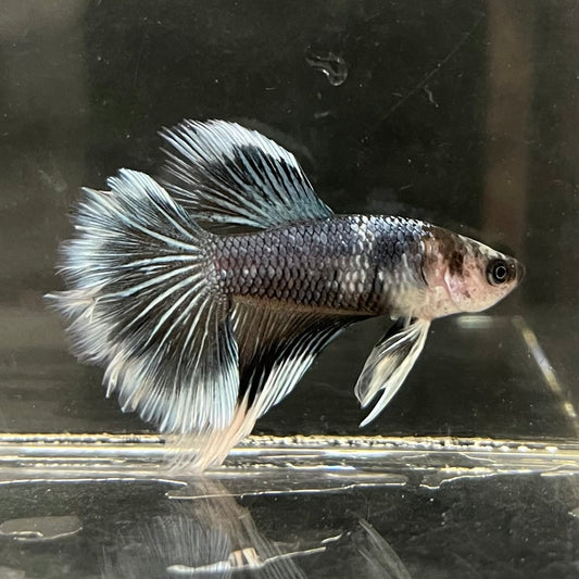 the-fish-farm Male Betta Male Betta - One Only - 1 Choose your favourite Male Betta from The Fish Farm Australia
