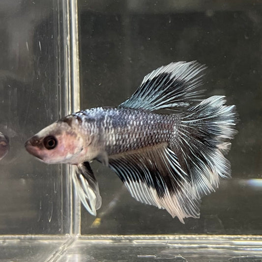 the-fish-farm Male Betta Male Betta - One Only - 1 Choose your favourite Male Betta from The Fish Farm Australia