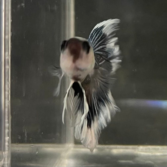 the-fish-farm Male Betta Male Betta - One Only - 1 Choose your favourite Male Betta from The Fish Farm Australia