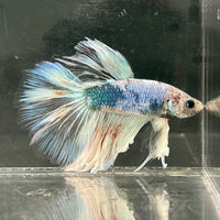 the-fish-farm Male Betta Male Betta - One Only - 1 Choose your favourite Male Betta from The Fish Farm Australia