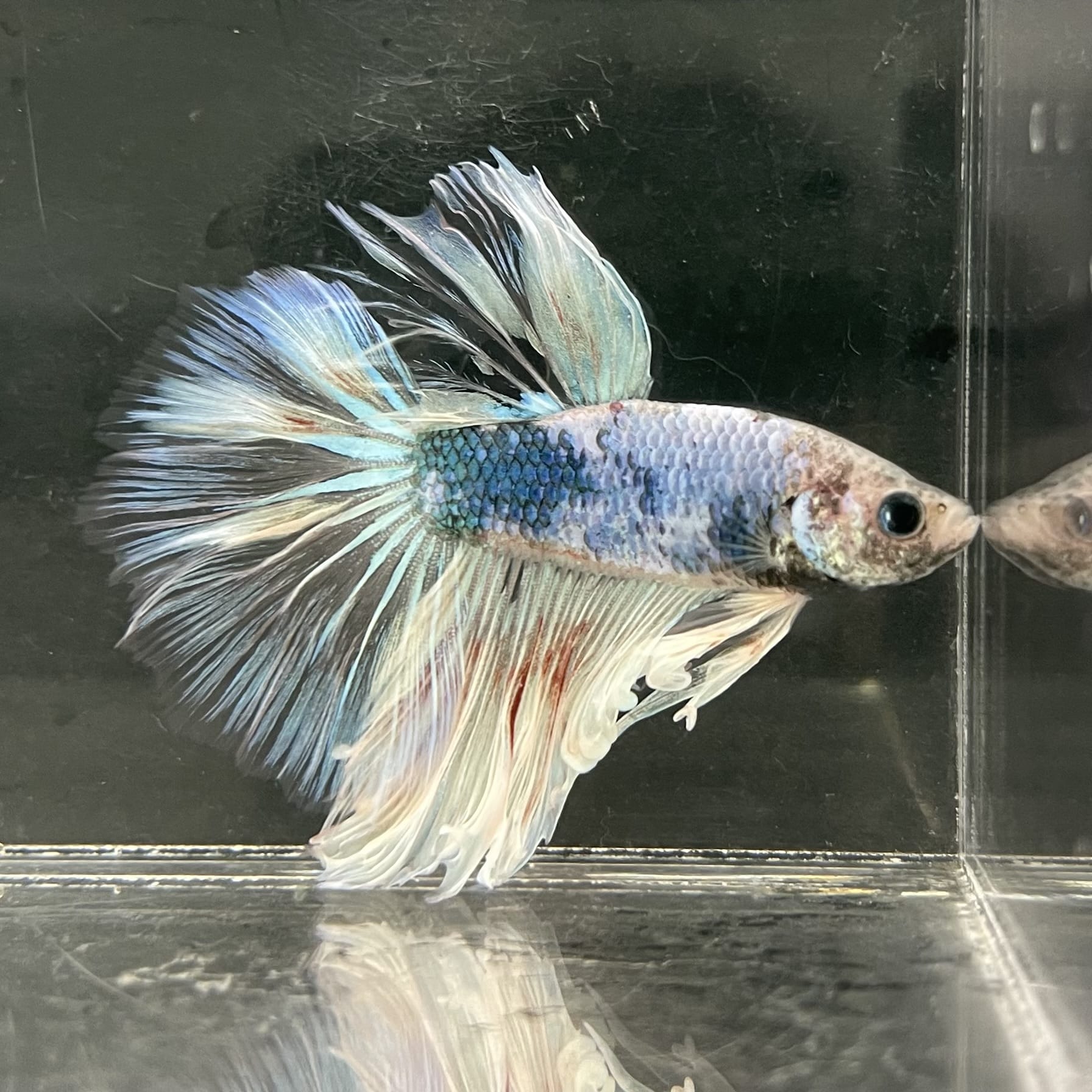 the-fish-farm Male Betta Male Betta - One Only - 1 Choose your favourite Male Betta from The Fish Farm Australia