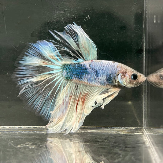 the-fish-farm Male Betta Male Betta - One Only - 1 Choose your favourite Male Betta from The Fish Farm Australia