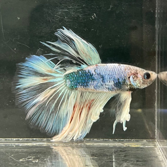 the-fish-farm Male Betta Male Betta - One Only - 1 Choose your favourite Male Betta from The Fish Farm Australia