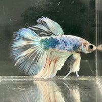 the-fish-farm Male Betta Male Betta - One Only - 1 Choose your favourite Male Betta from The Fish Farm Australia