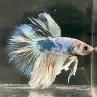 the-fish-farm Male Betta Male Betta - One Only - 1 Choose your favourite Male Betta from The Fish Farm Australia