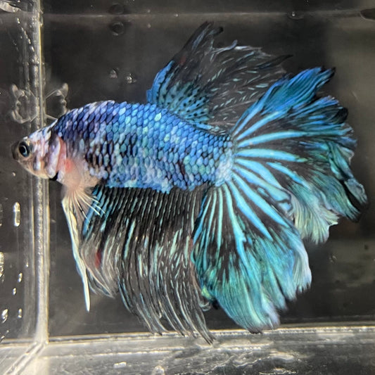 the-fish-farm Male Betta Male Betta - One Only - 1 Choose your favourite Male Betta from The Fish Farm Australia