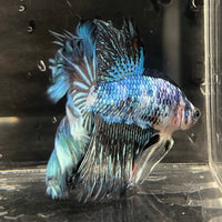 the-fish-farm Male Betta Male Betta - One Only - 1 Choose your favourite Male Betta from The Fish Farm Australia
