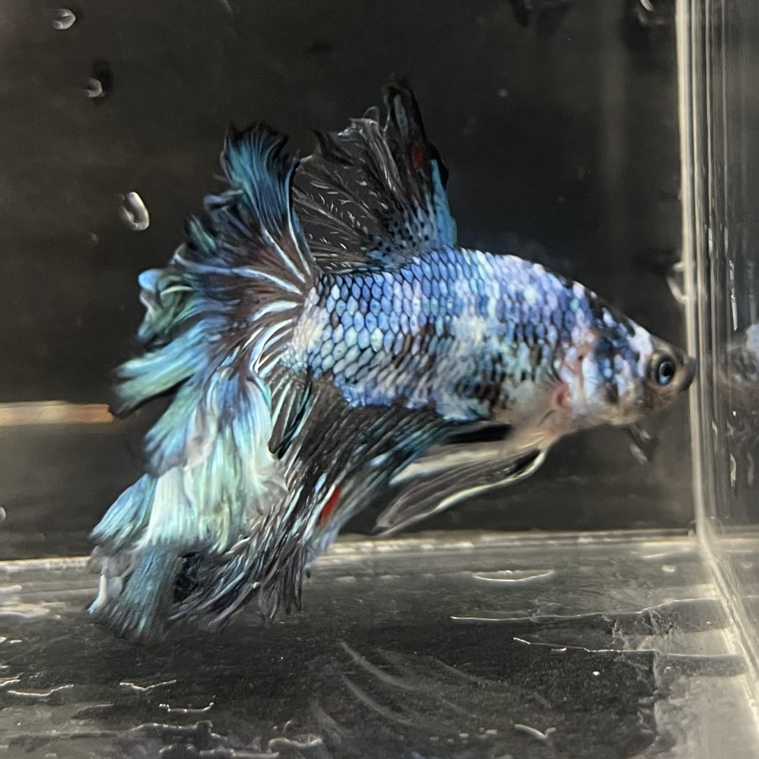 the-fish-farm Male Betta Male Betta - One Only - 1 Choose your favourite Male Betta from The Fish Farm Australia