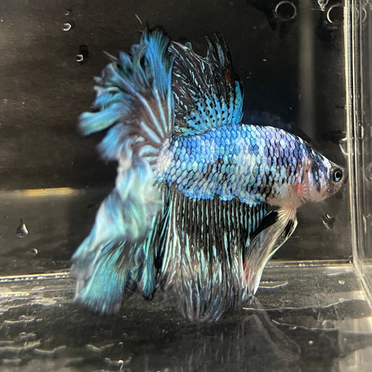 the-fish-farm Male Betta Male Betta - One Only - 1 Choose your favourite Male Betta from The Fish Farm Australia