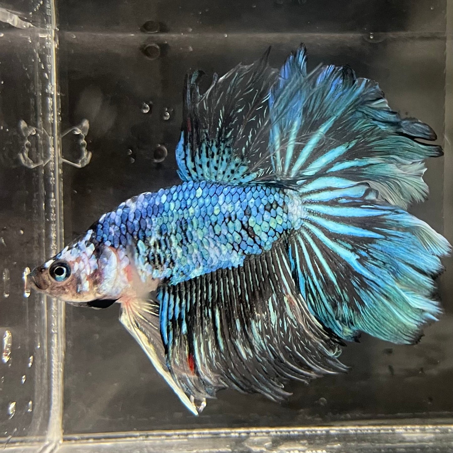 the-fish-farm Male Betta Male Betta - One Only - 1 Choose your favourite Male Betta from The Fish Farm Australia