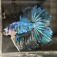 the-fish-farm Male Betta Male Betta - One Only - 1 Choose your favourite Male Betta from The Fish Farm Australia